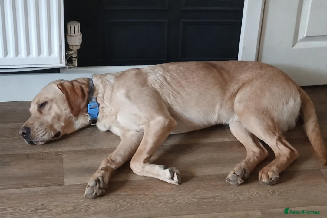 Labrador Retriever dogs for sale: Labrador - Advert 3