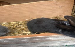 Netherland Dwarf rabbits for sale: Beautiful Netherland dwarf bunnys - Image 2