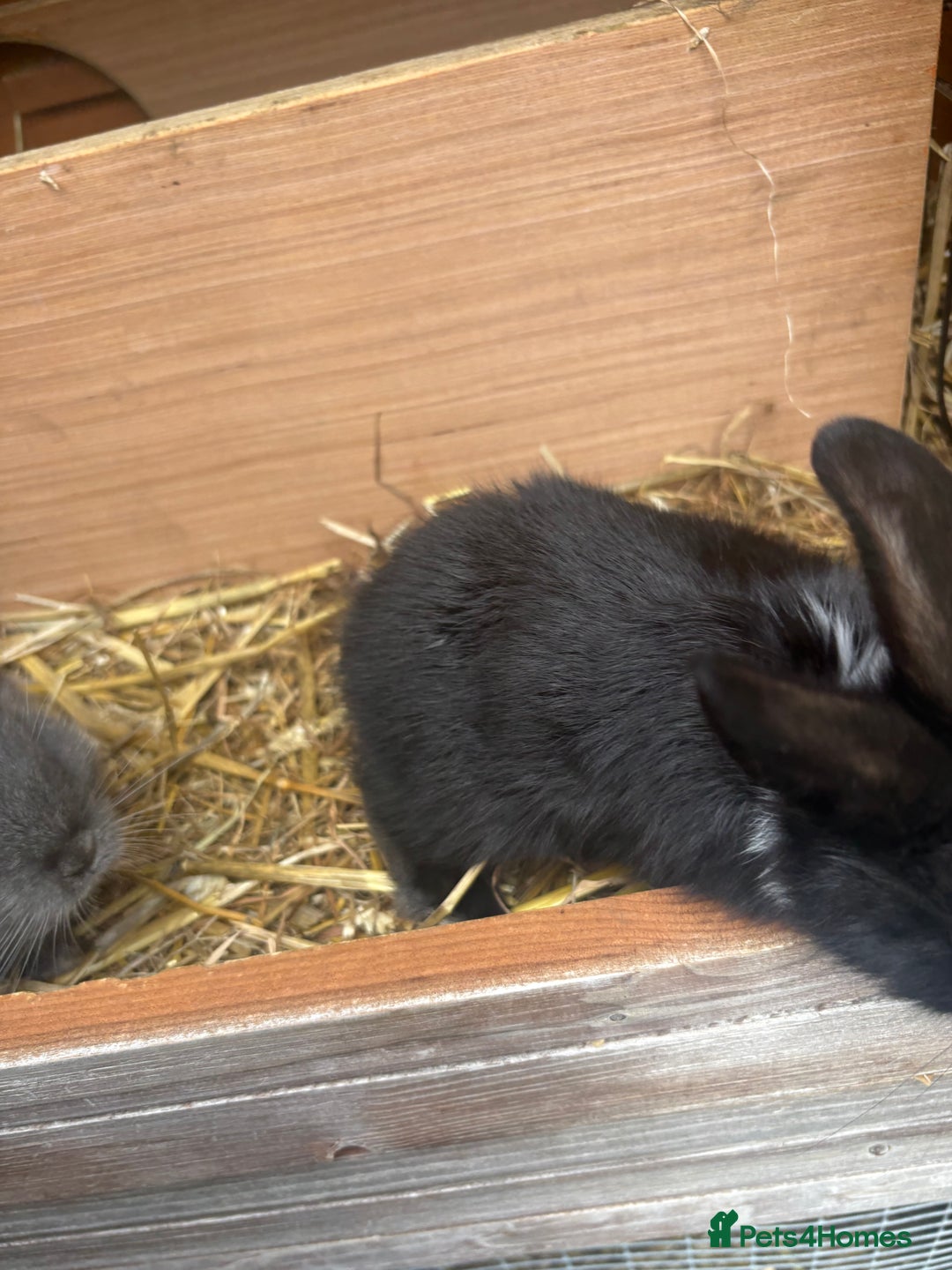 Netherland Dwarf rabbits for sale: Beautiful Netherland dwarf bunnys - Image 2
