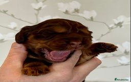 Cocker Spaniel dogs for sale: Pure Bred Show Cocker Spaniels  - Image 3