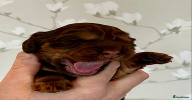 Cocker Spaniel dogs - Advert 9