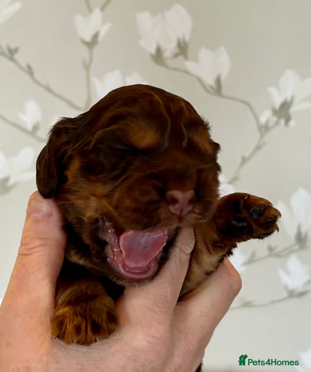 Cocker Spaniel dogs for sale: Pure Bred Show Cocker Spaniels  - Image 3