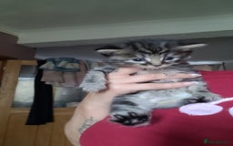 British Longhair cats for sale: Beautiful grey'tortoise'black kitten4 sale llaneli - Image 3