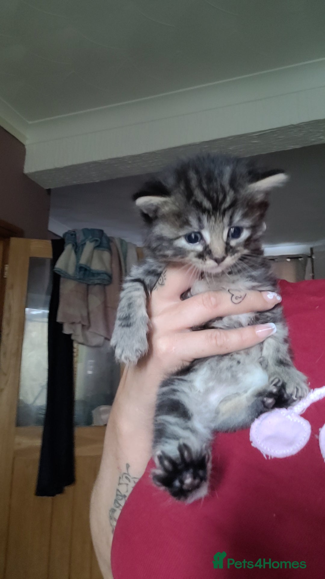 British Longhair cats for sale: Beautiful grey'tortoise'black kitten4 sale llaneli - Image 3