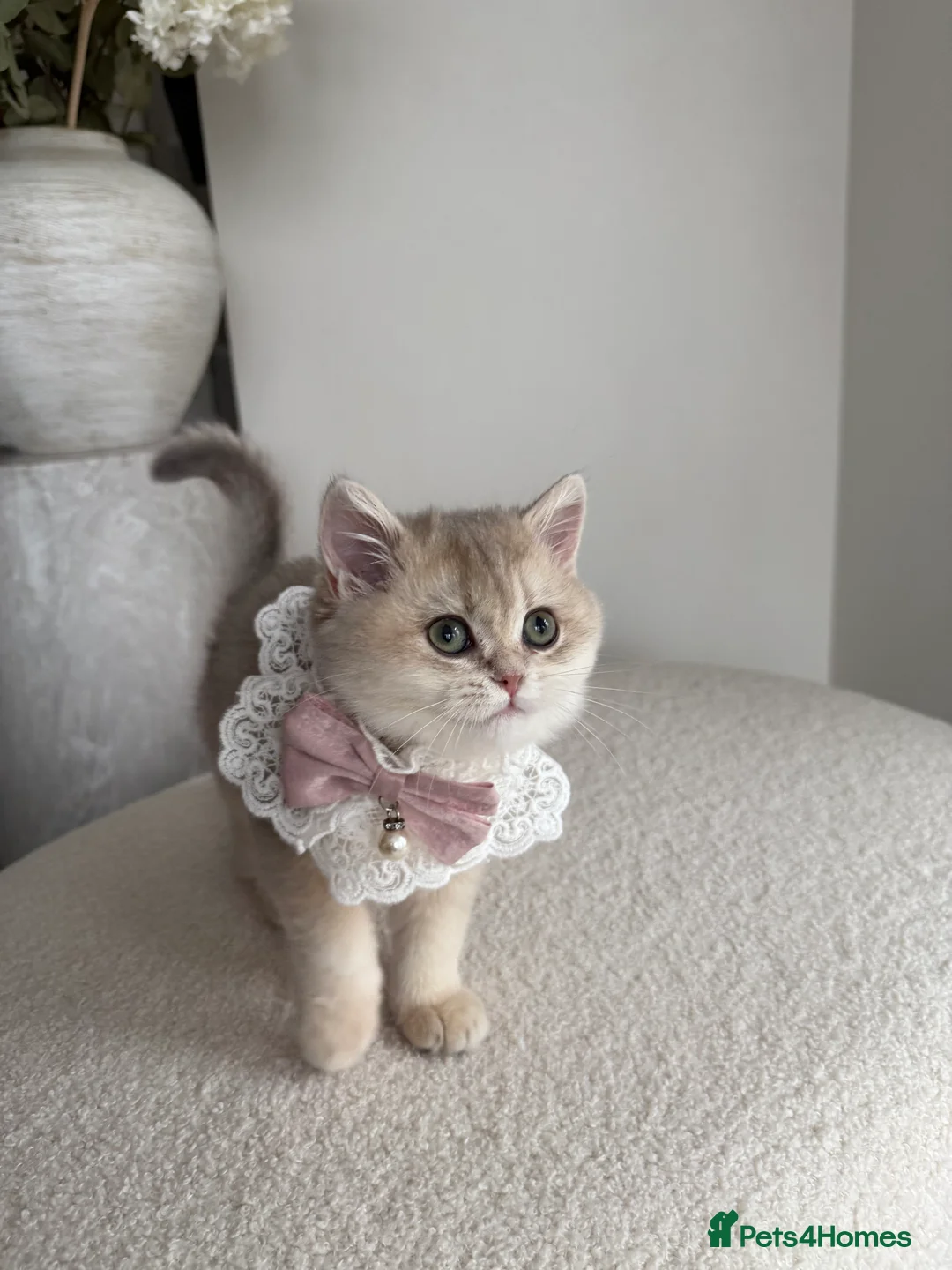 British Shorthair cats for sale: Blue Golden British Shorthair kitty - Advert 14