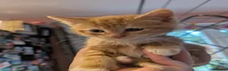 Domestic Shorthair cats for sale: Kittens - Advert 6