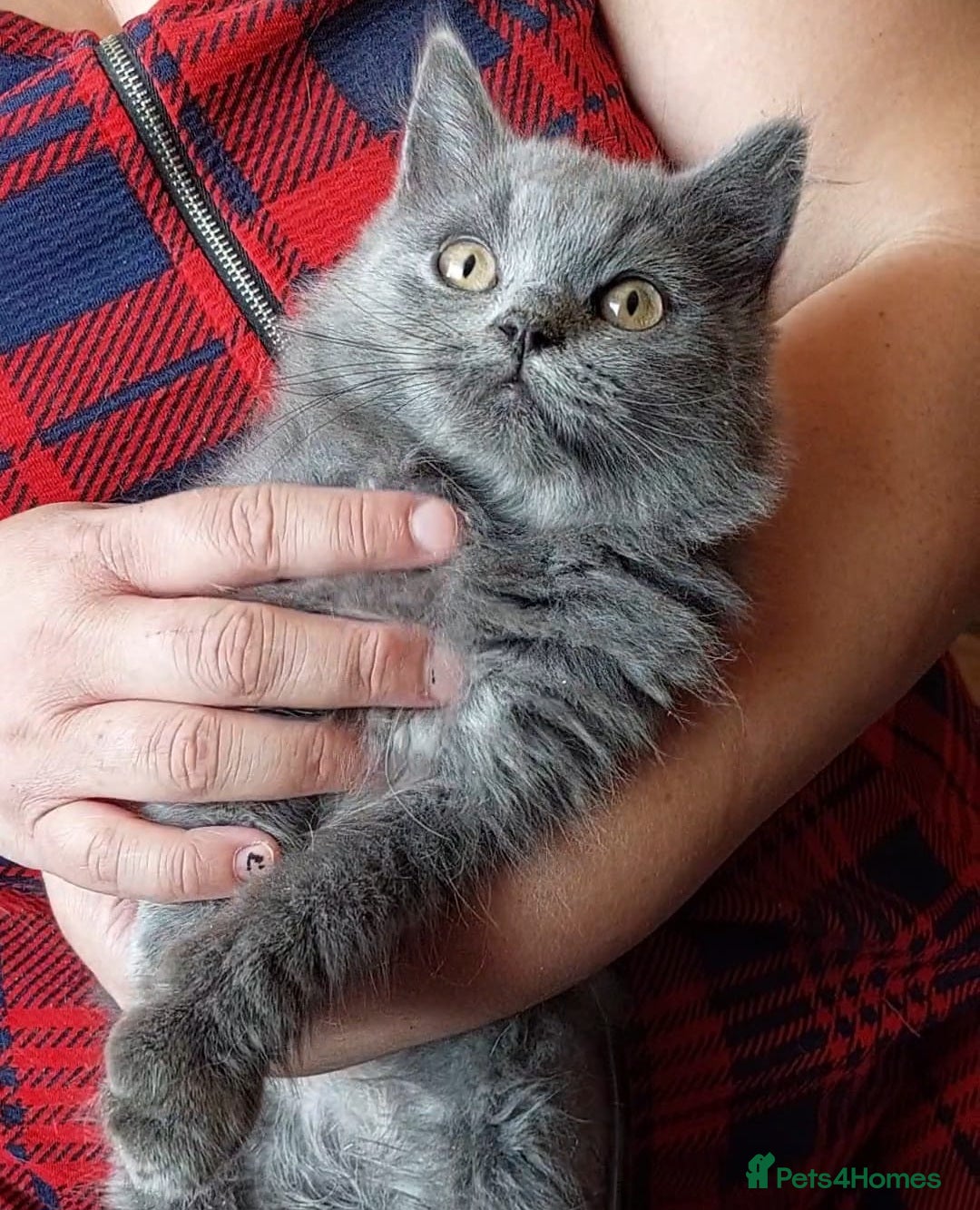 British Shorthair cats for sale:  ✨️ Joyful British Shorthair Kittens ✨️ - Image 2