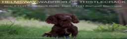 Cocker Spaniel dogs for sale: Outstanding Pedigree Liver Working Cocker Pups in Newton Abbot - Advert 3
