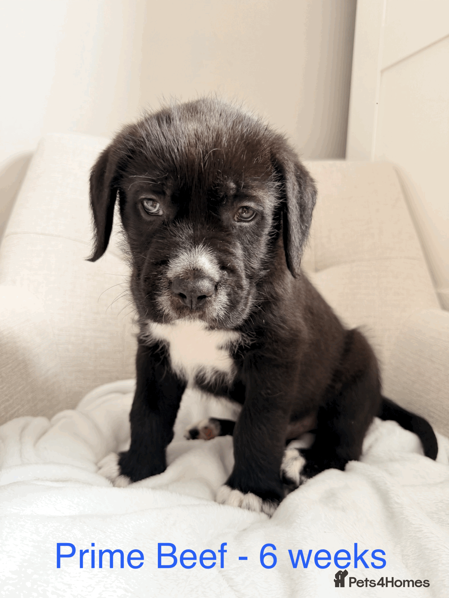 Mixed Breed dogs GIANT FLUFFY PUPS: F1 Old English Bordeaux Cross! - Advert 11