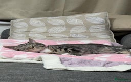 British Shorthair cats for sale: Adorable British Shorthair Kitten - Image 8