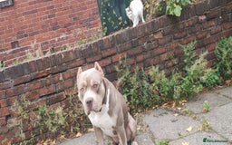 Mixed Breed dogs for sale: Caine corso/ American bully 10 weeks - Advert 25