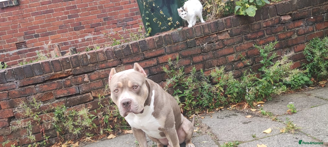 Mixed Breed dogs for sale: Caine corso/ American bully 10 weeks - Advert 25