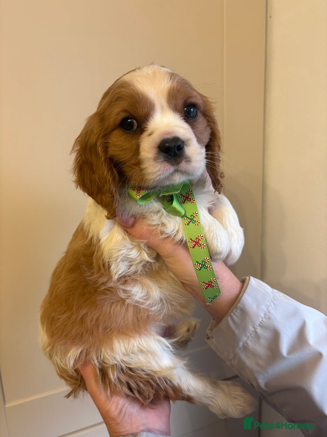 Cavalier King Charles Spaniel dogs for sale: ✨Adorable King Charles Cavalier Puppies✨READY NOW✨ - Advert 17