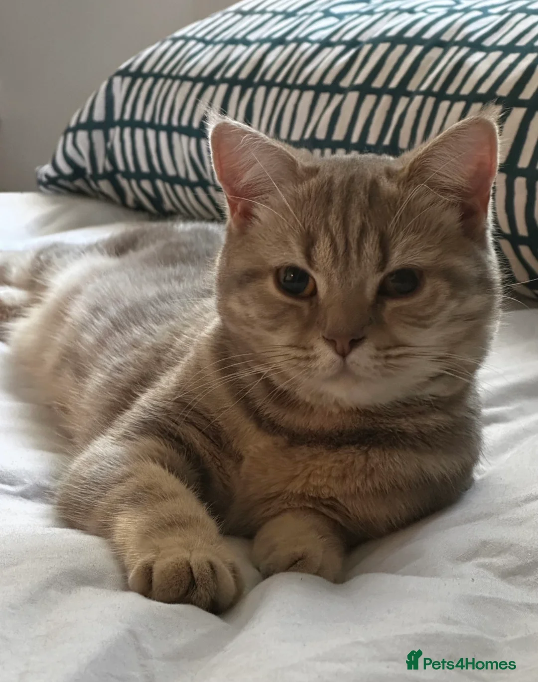 British Shorthair cats for sale: Bonded pair looking for a new home - Advert 6