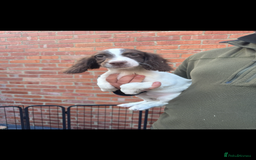 English Springer Spaniel dogs for sale: IRFTCH sired kc ESS - Image 2