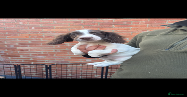 English Springer Spaniel dogs - Advert 15