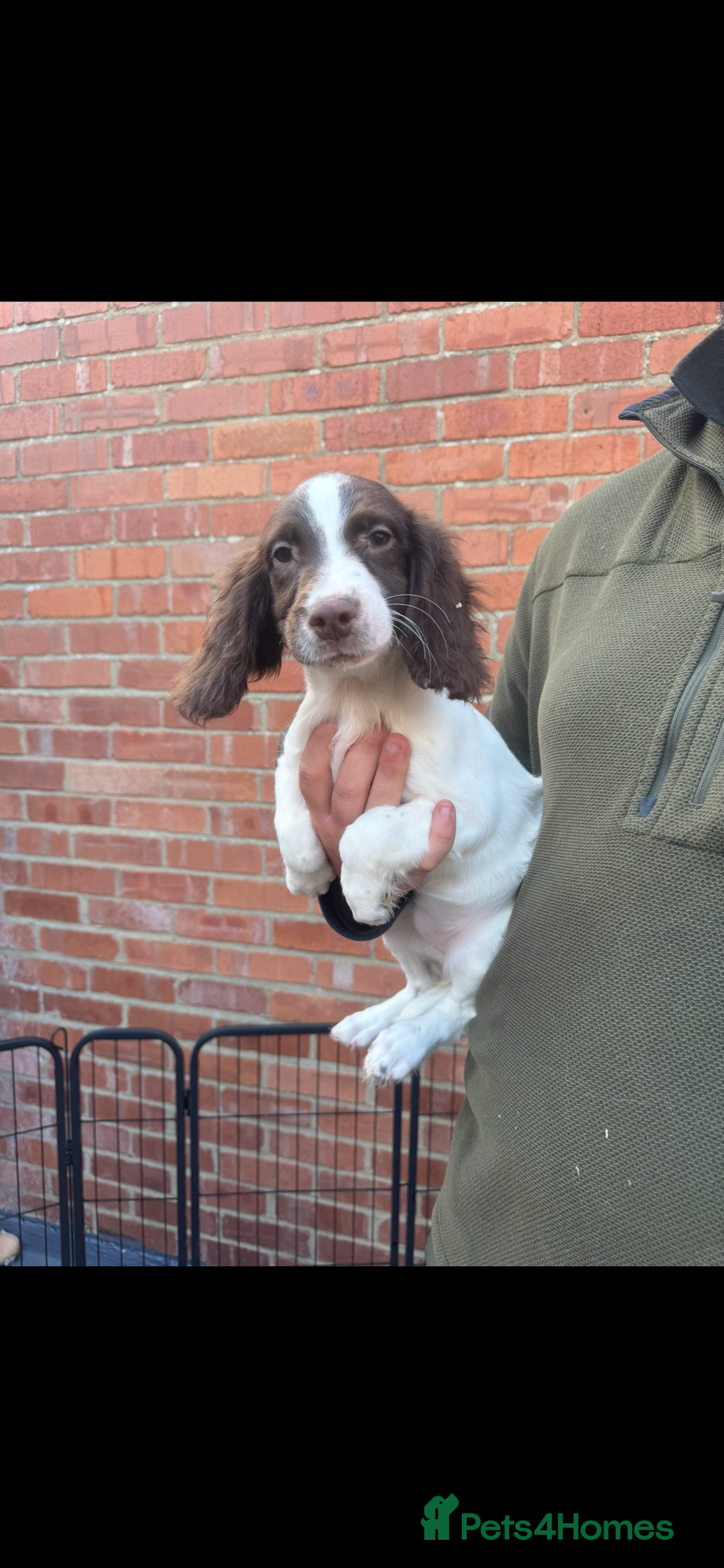 English Springer Spaniel dogs for sale: IRFTCH sired kc ESS - Image 2