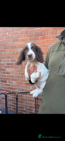 English Springer Spaniel dogs - Advert 3