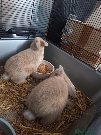 Dwarf Lop rabbits - Advert 3