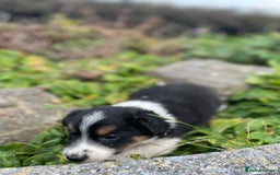 Mixed Breed dogs for sale: Border Jack Puppies (Border Collie X Jack Russel) - Image 22