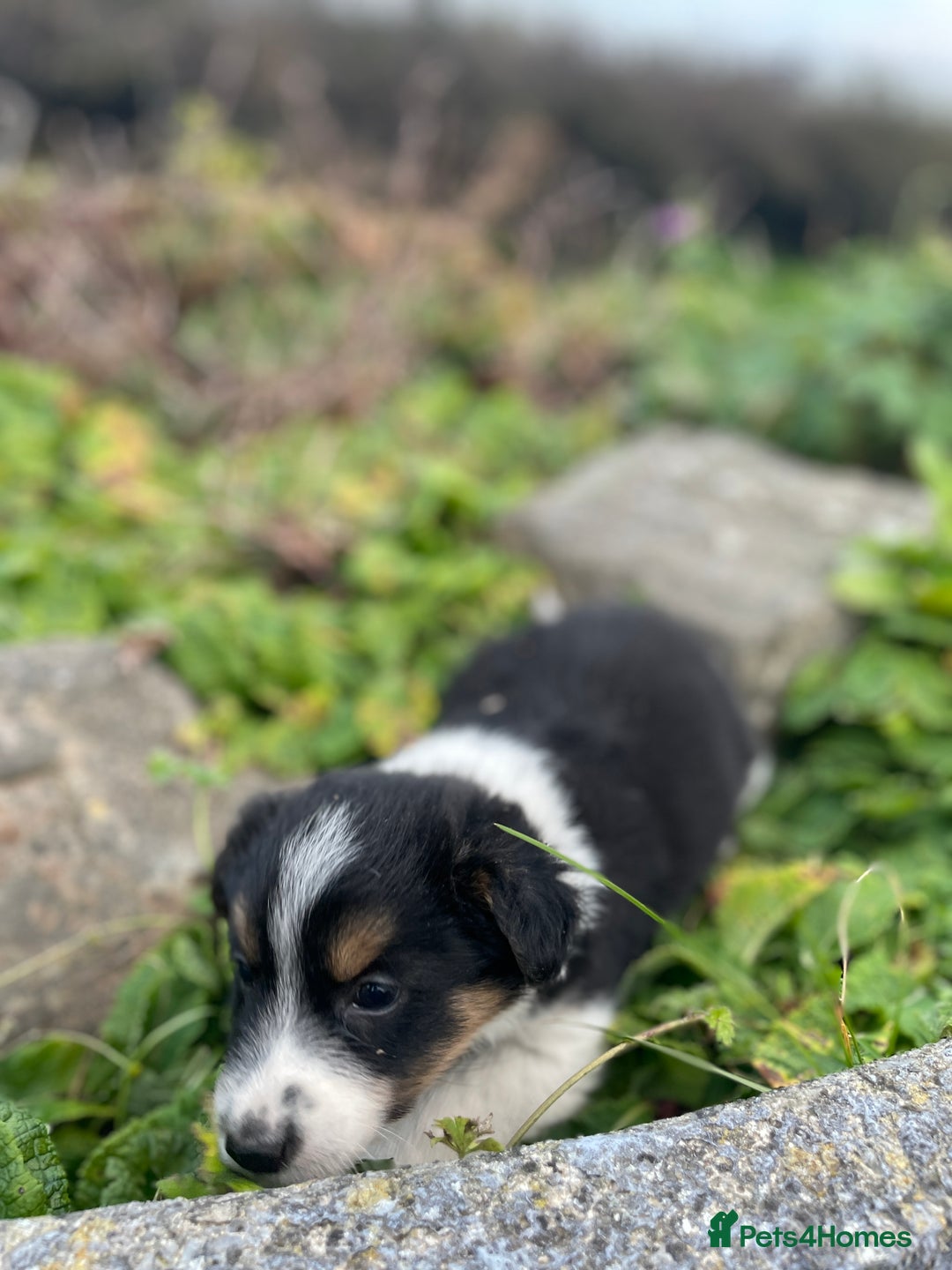 Mixed Breed dogs for sale: Border Jack Puppies (Border Collie X Jack Russel) - Image 22