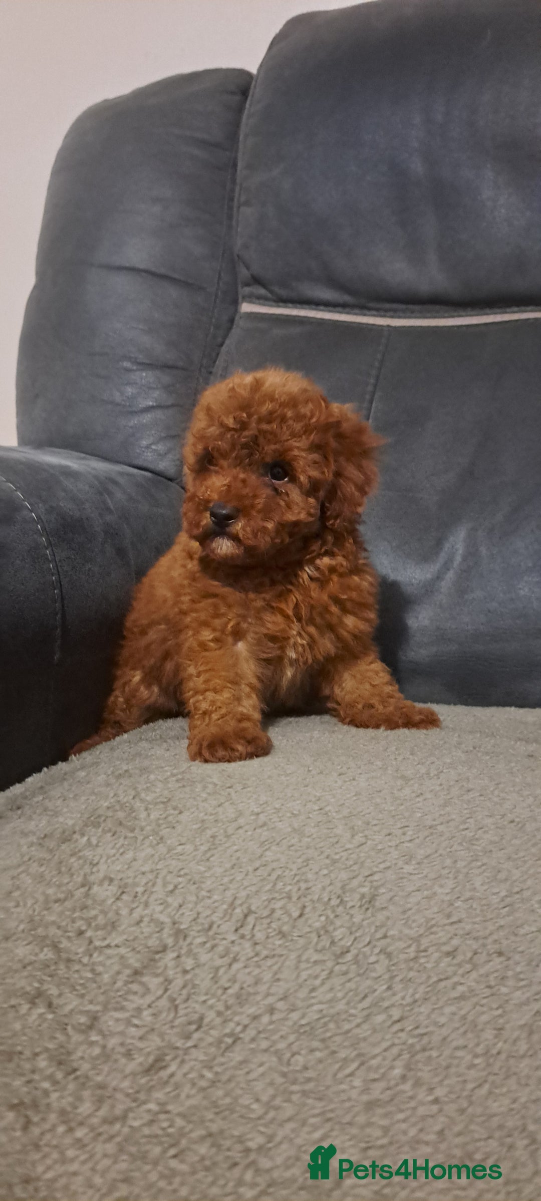 Toy Poodle dogs for sale: Toy poodle - Advert 6