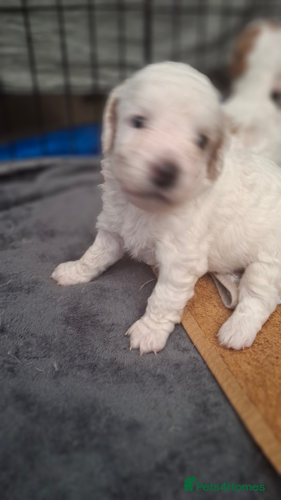 Cockapoo dogs for sale: Mr cassidy - Image 13