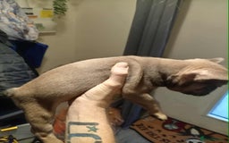 French Bulldog dogs for sale: 1 male French bulldog  - Advert 2