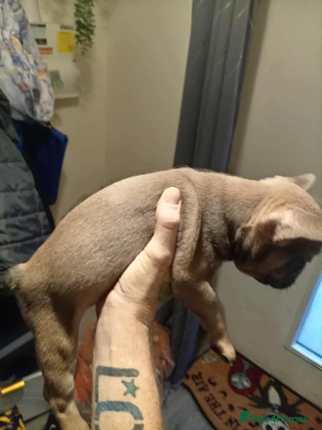 French Bulldog dogs for sale: 1 male French bulldog  - Advert 2