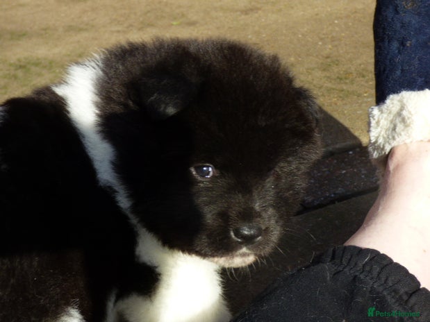 Akita dogs Quality Akita Babies (& KC Registered) - Advert 1