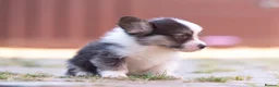 Welsh Corgi Pembroke dogs for sale: Show quality Pembrokeshire corgi READY NOW!!! - Advert 33