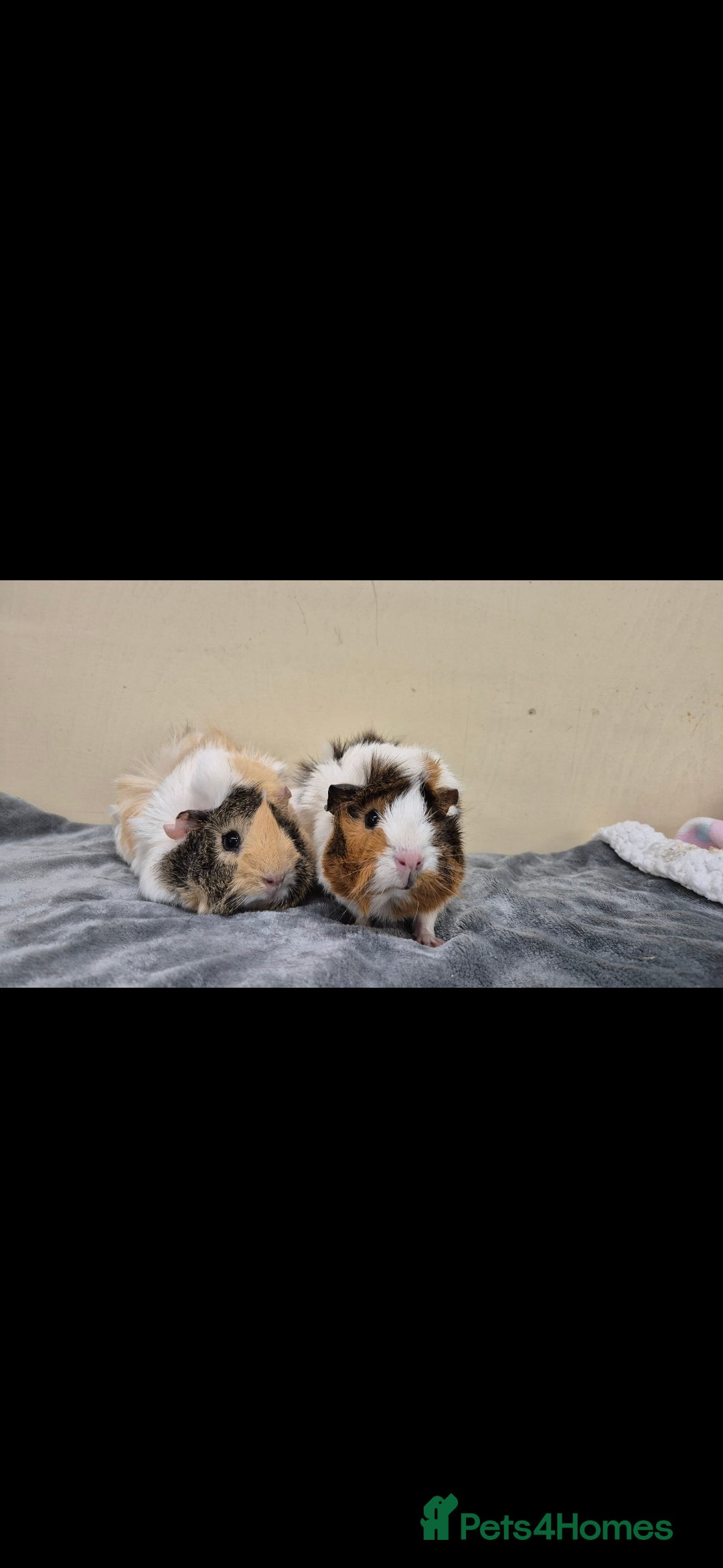 Guinea Pig rodents for sale: Sandy and Bonnie - Advert 1