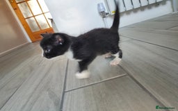 Mixed Breed cats for sale: 4 Mixed Breed Kittens  - Image 9