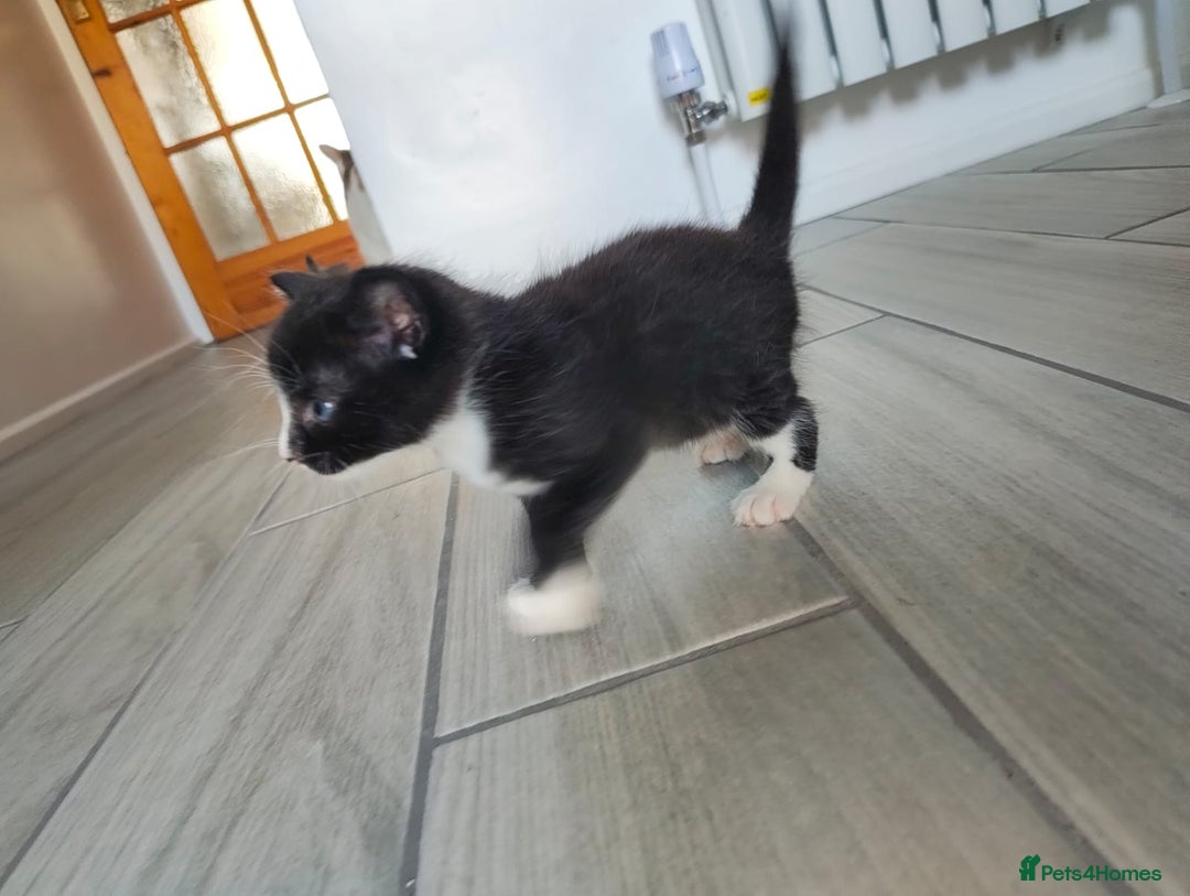 Mixed Breed cats for sale: 4 Mixed Breed Kittens  - Image 9