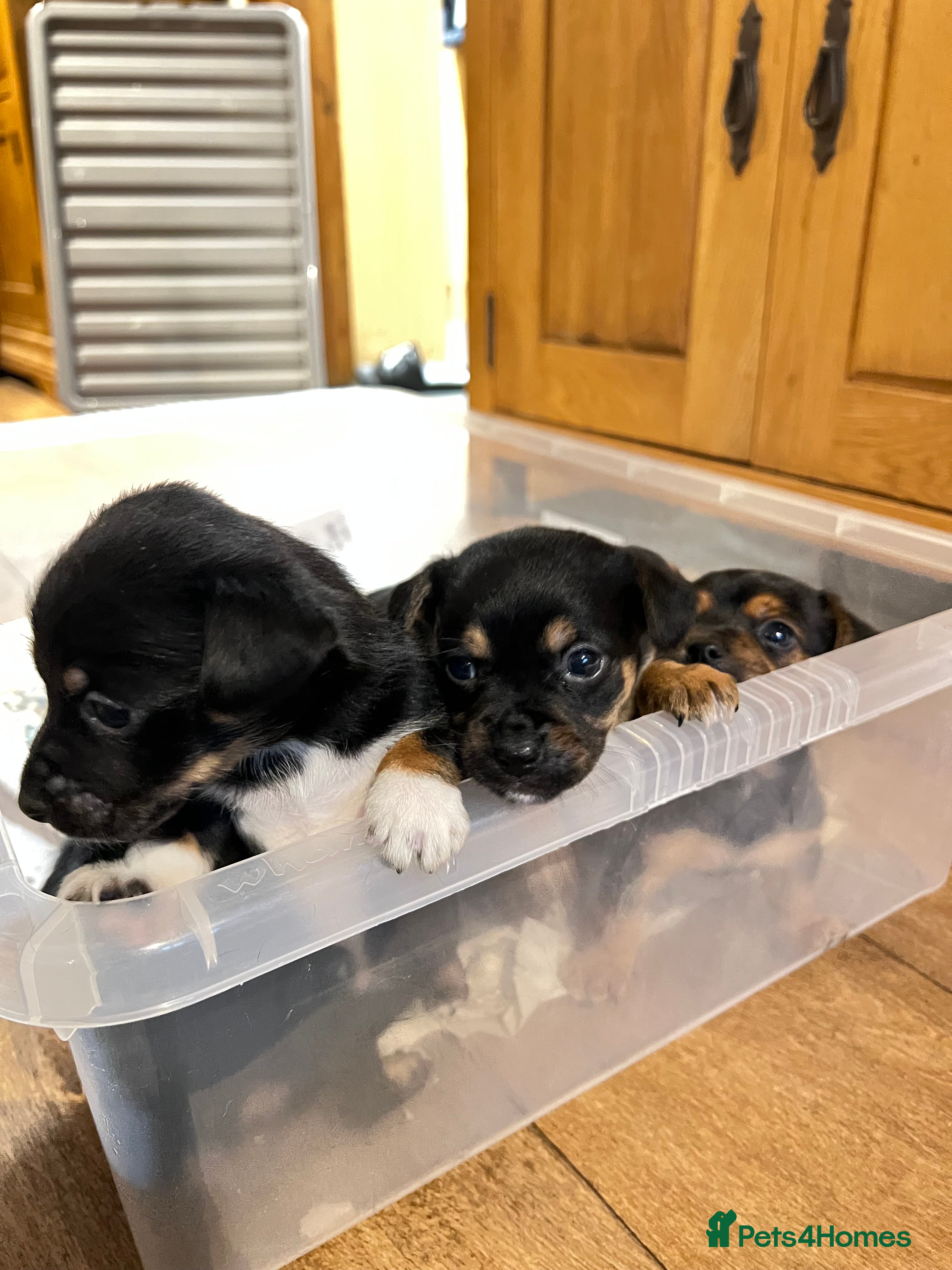 Jack Russell dogs Gorgeous tri Jack Russel Puppies  - Advert 8