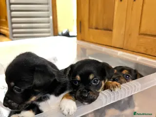 Jack Russell dogs Gorgeous tri Jack Russel Puppies - Advert 5