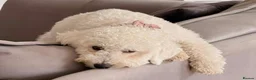 Bordoodle dogs for sale: F1b Bordoodle extensive genetic test clear - Advert 6