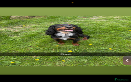 Cocker Spaniel dogs for sale: My 3 beautiful puppies  - Image 10