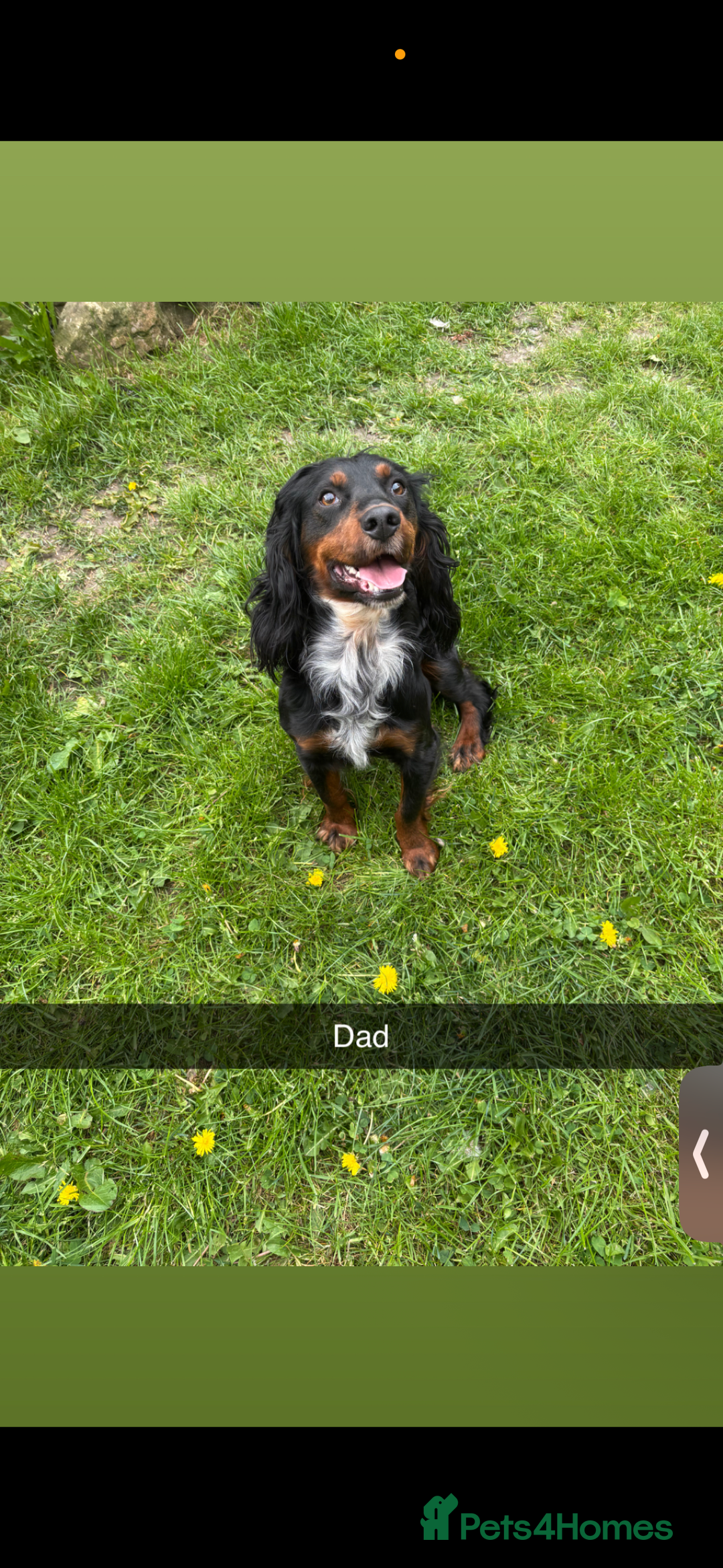 Cocker Spaniel dogs for sale: My 3 beautiful puppies  - Image 10