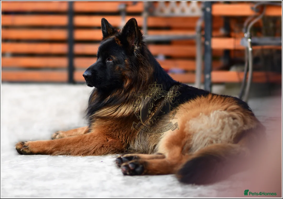 German Shepherd dogs for sale: LONGHAIRED SHOW TYPE GSD PUPPIES - Advert 2