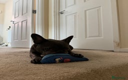 French Bulldog dogs for sale: Female French bulldog - Image 2