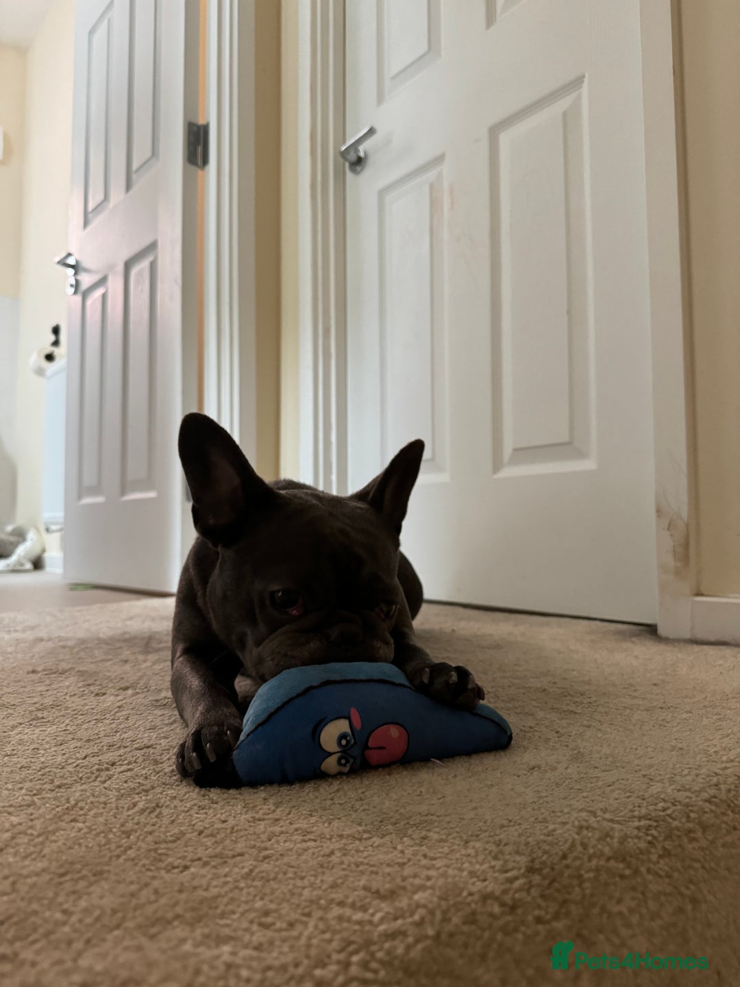 French Bulldog dogs for sale: Female French bulldog - Image 2