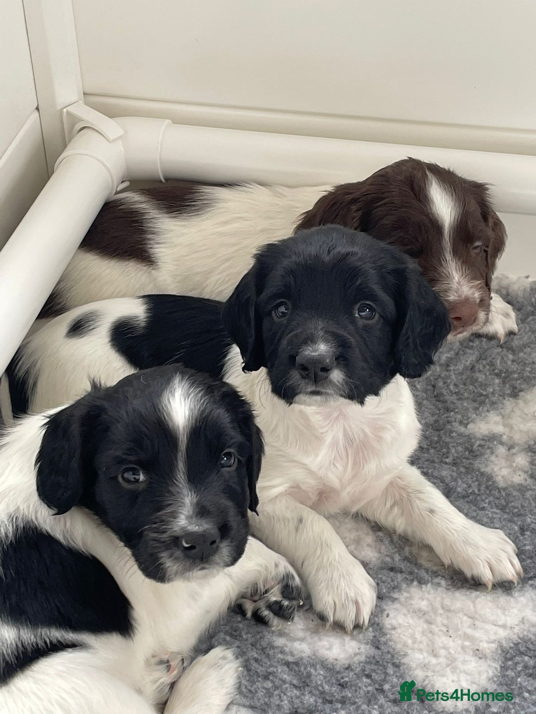 English Springer Spaniel dogs for sale: Gorgeous working English Springer Spaniel Puppies - Advert 28