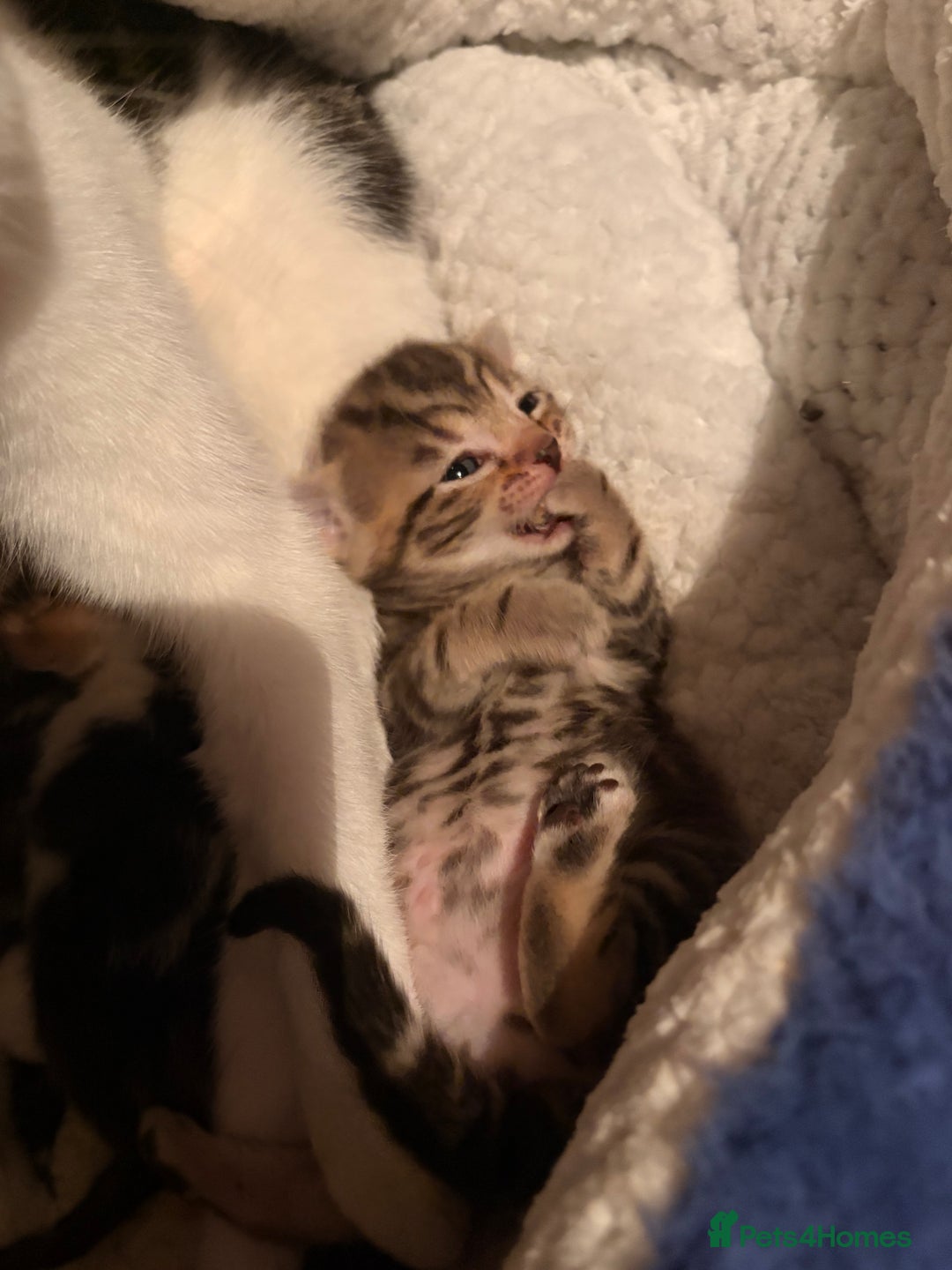 Mixed Breed cats for sale: 4 mixed breed kittens for sale - Advert 6