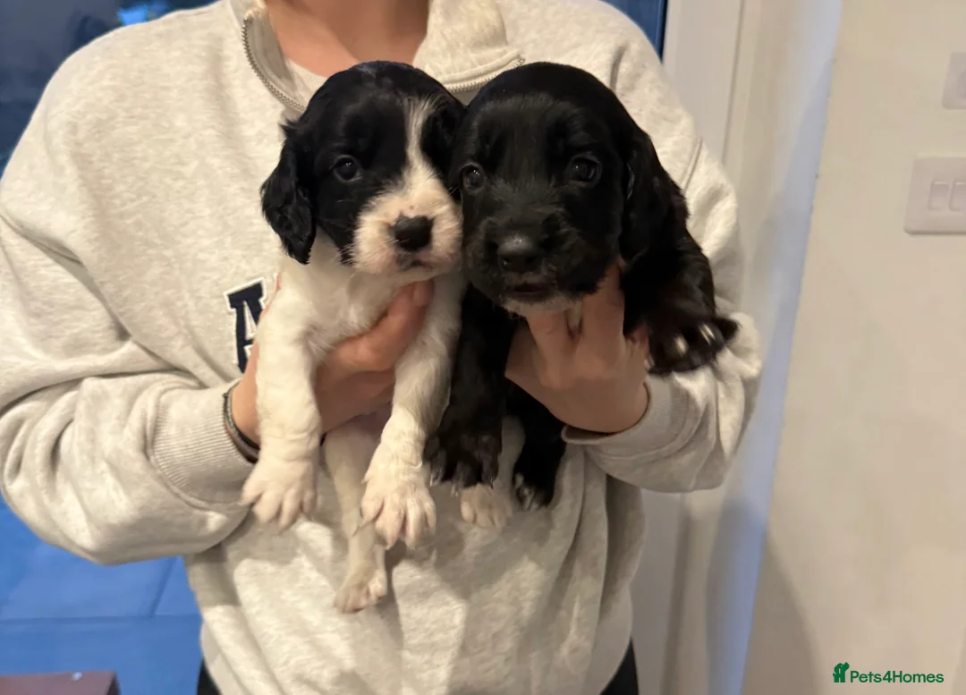 Sprocker dogs for sale: 3 Stunning male sprocker pups remaining 💕🐶 - Advert 2