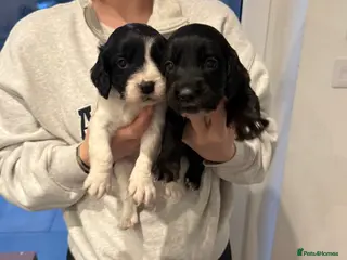 Sprocker dogs Stunning sprocker pups 💕🐶 - Advert 7