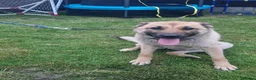 Belgian Shepherd Dog dogs for sale: Stunning Belgian Mali in Crewe - Advert 8