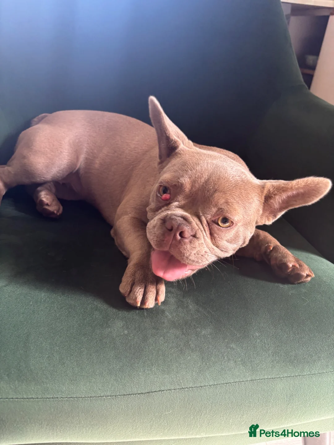 French Bulldog dogs for sale: Lovely french puppy (Ruby)  - Advert 2