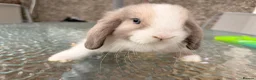 Mini Lop rabbits for sale: Amazing mini lop babies  - Advert 13