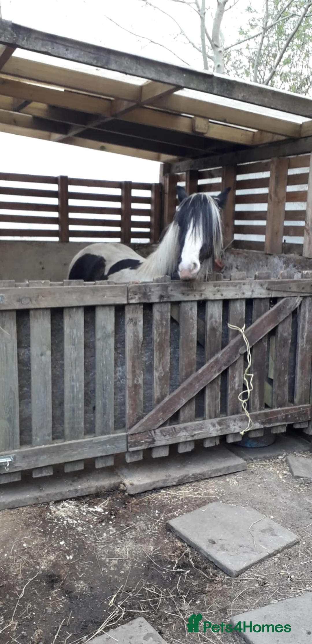 Irish Cob horses for sale: 12hh piebold pony for sale - Advert 6